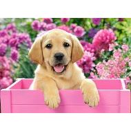 Castorland Labrador Puppy in Pink Box 300 - cena, srovnání