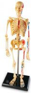 Learning Resources Anatomický model ľudskej kostry - cena, srovnání