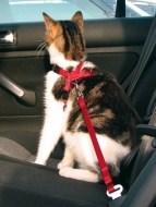 Trixie Bezpečnostný postroj do auta pre mačku 20-50cm