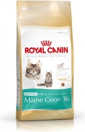 Royal Canin Kitten Maine Coon 36 10kg