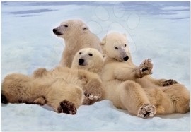 Educa Rodinka ľadových medveďov 14434 - 500