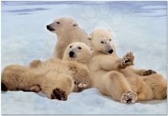 Educa Rodinka ľadových medveďov 14434 - 500 - cena, srovnání