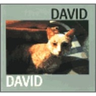 David - cena, srovnání
