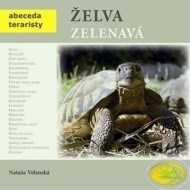 Želva zelenavá - cena, srovnání