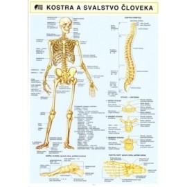 Kostra a svalstvo človeka A4