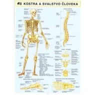 Kostra a svalstvo človeka A4 - cena, srovnání