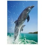 Dino Skákající delfín 500 - cena, srovnání