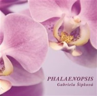 Phalaenopsis - cena, srovnání