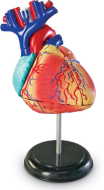 Learning Resources Anatomický model srdca - cena, srovnání