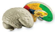 Learning Resources Anatomický model mozgu - cena, srovnání