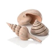 Biorb Sea shells - cena, srovnání
