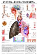 Člověk - dýchací soustava - cena, srovnání