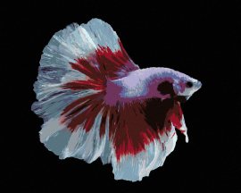Zuty Bojovnica ryba bielo-červená, 80x100cm bez rámu a bez napnutia plátna