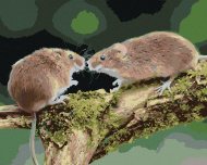 Zuty Dve myšky v lese, 80x100cm plátno napnuté na rám - cena, srovnání