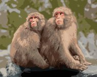 Zuty Dve opice v zoo v Japonsku, 80x100cm bez rámu a bez napnutia plátna - cena, srovnání