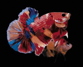 Zuty Dve sfarbené rybky, 80x100cm plátno napnuté na rám