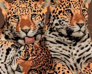 Zuty Matka jaguára a dve mláďatá, 80x100cm plátno napnuté na rám - cena, srovnání