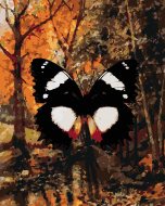 Zuty Motýľ v jesennom lese, 80x100cm bez rámu a bez napnutia plátna - cena, srovnání