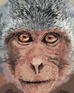 Zuty Opica zblízka, 80x100cm bez rámu a bez napnutia plátna - cena, srovnání