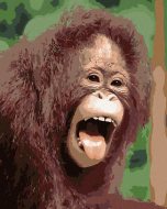 Zuty Orangutan s otvorenou papuľou, 80x100cm plátno napnuté na rám - cena, srovnání