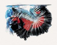 Zuty Ryba bojovnica pestrá, 80x100cm plátno napnuté na rám - cena, srovnání