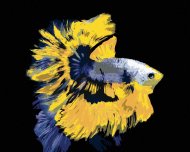 Zuty Ryba bojovnica žlto-modrá, 80x100cm bez rámu a bez napnutia plátna - cena, srovnání