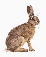 Zuty Sediaci zajac, 80x100cm bez rámu a bez napnutia plátna - cena, srovnání