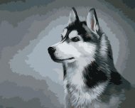 Zuty Sibírsky husky, 80x100cm plátno napnuté na rám - cena, srovnání