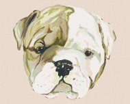 Zuty Šteniatko bulldoga (Haley Bush), 80x100cm bez rámu a bez napnutia plátna - cena, srovnání