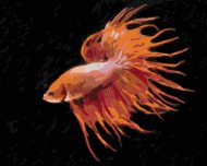 Zuty Červená ryba, 40x50cm vypnuté plátno na rám - cena, srovnání