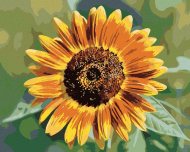 Zuty Kvet slnečnice, 40x50cm bez rámu a bez napnutia plátna - cena, srovnání