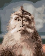 Zuty Opica s vážnou tvárou, 40x50cm plátno napnuté na rám - cena, srovnání