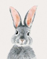 Zuty Sivý králik, 40x50cm plátno napnuté na rám - cena, srovnání