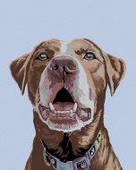 Zuty Maľovanie podľa čísel - Hnedý labrador, 40 x 50 cm, bez rámu a napnutého plátna - cena, srovnání