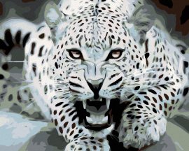 Zuty Maľovanie podľa čísel - Čierno-biely leopard, 50 x 40 cm, napnuté plátno na ráme